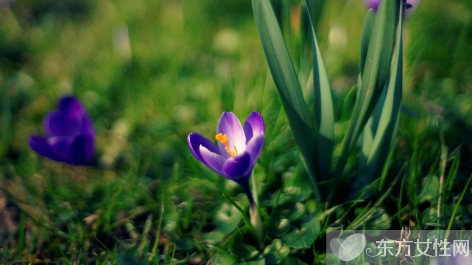 藏红花能去黄褐斑吗 揭秘藏红花的功效与作用