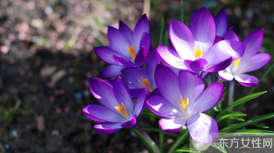 藏红花能去黄褐斑吗 揭秘藏红花的功效与作用