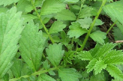 仙鹤草的功效与作用及禁忌