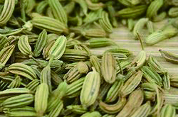 提升胃动力好选择 细说小茴香的功效与作用