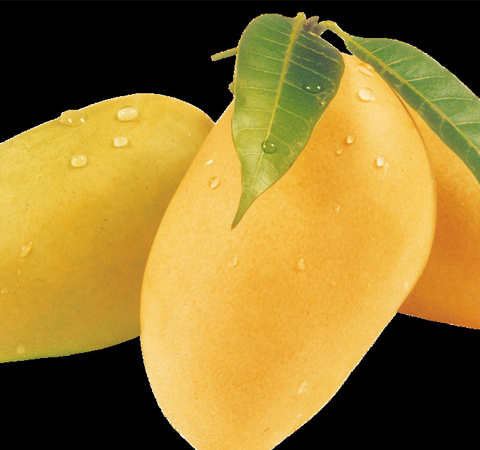 芒果的功效与作用 小水果有大功效