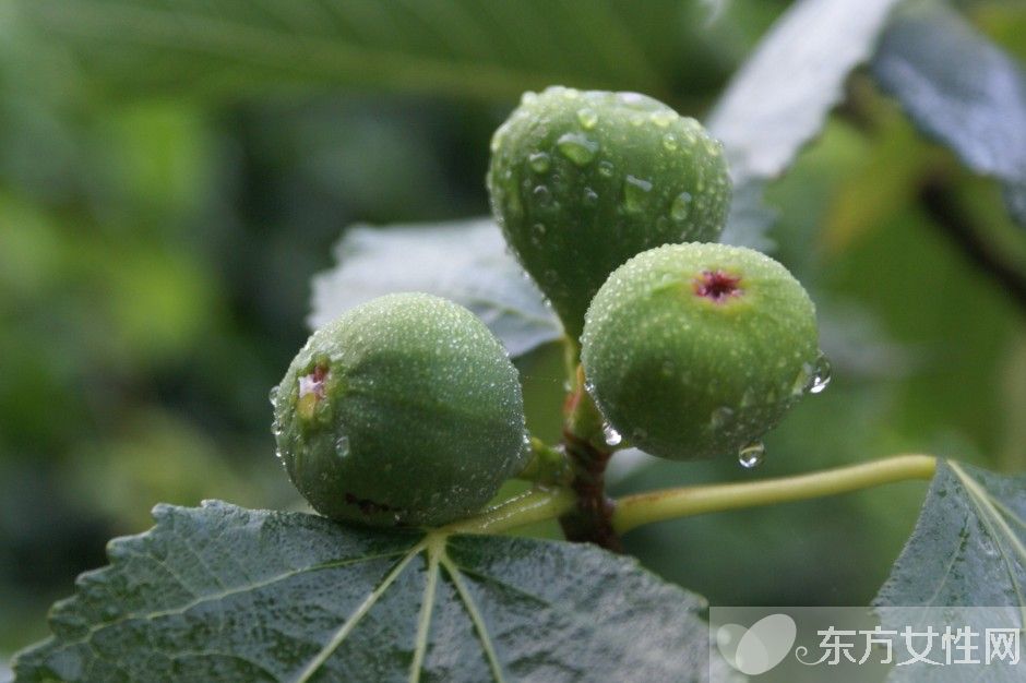 无花果干怎么做 小小无花果竟有7大功效