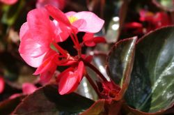 四季秋海棠怎么养 四季秋海棠养殖注意事项揭秘