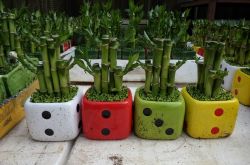 富贵竹叶子发黄怎么办 富贵竹养殖注意事项大全