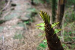 竹笋的营养价值 竹笋怎么做好吃