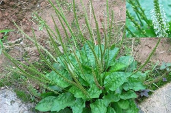 车前子的功效与作用有哪些 有何禁忌