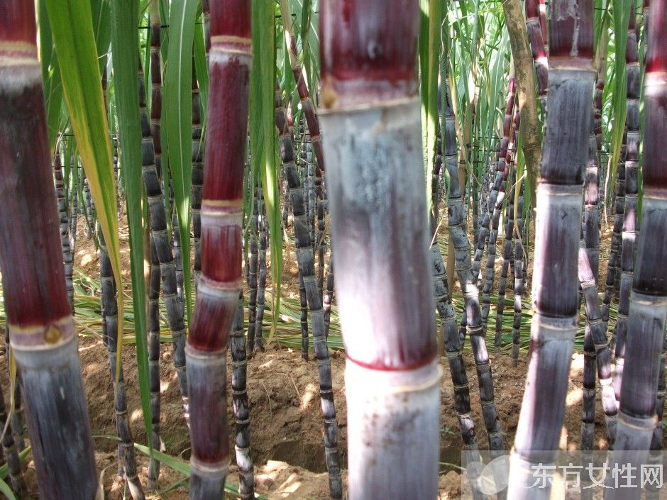快速解酒的方法有哪些 酒后饮食对解酒的影响