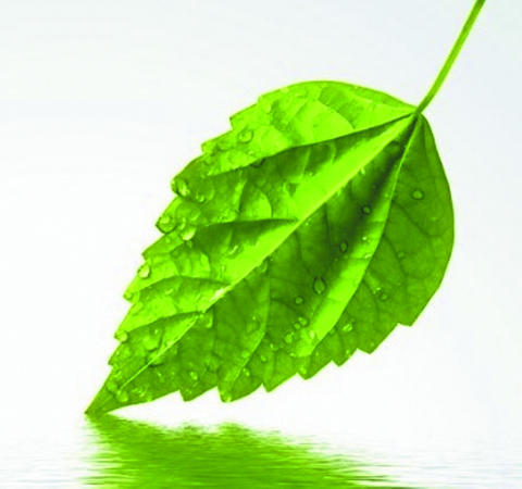 降血糖血脂 桑叶的药用价值及副作用讲解