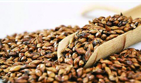 大麦茶的做法及功效作用讲解