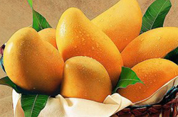 芒果的功效与作用 小水果有大功效