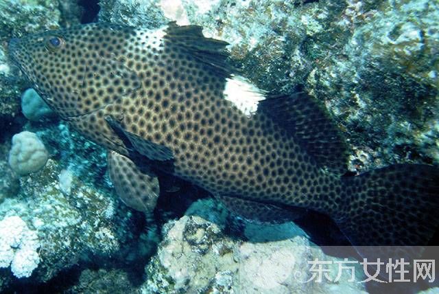 石斑鱼的营养价值有哪些  揭秘石斑鱼的功效与作用