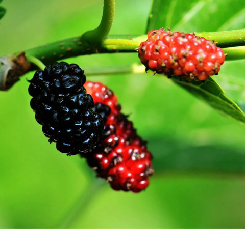 桑葚的作用有哪些 6种功效大盘点