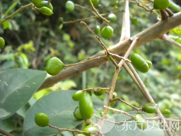 有毒植物有哪些 绝对不能碰的有毒植物