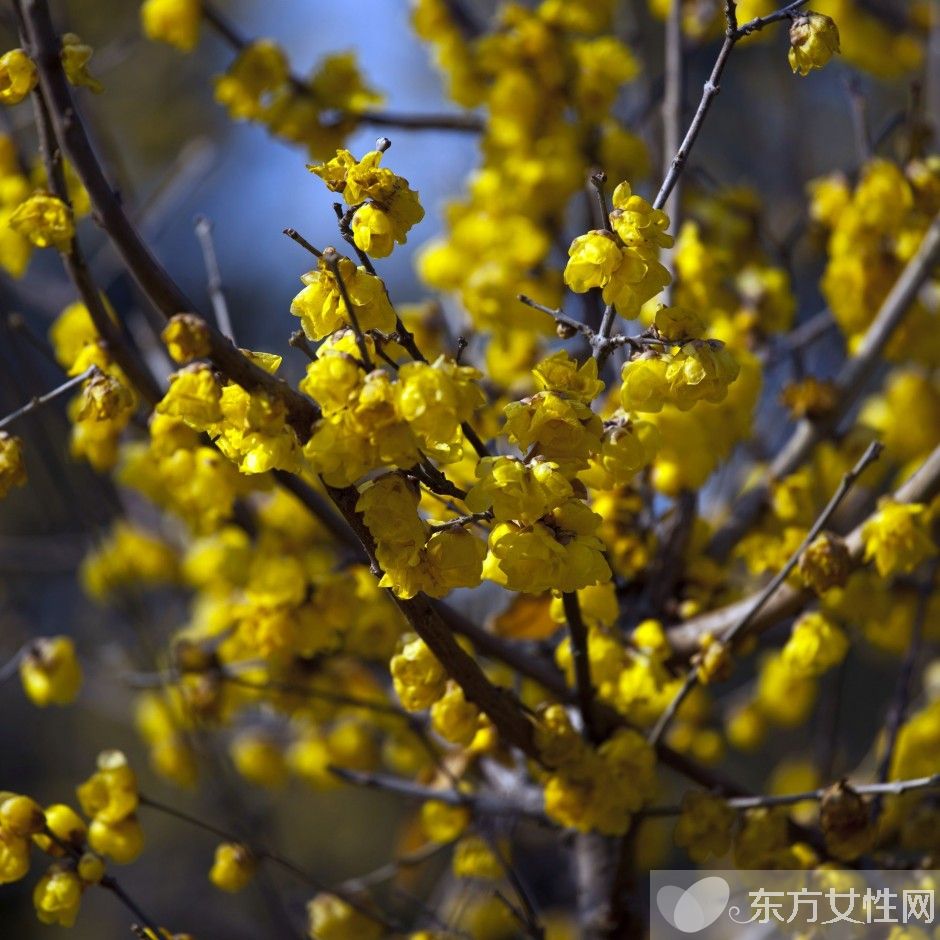 腊梅花怎么养 2要点教你如何病虫防治