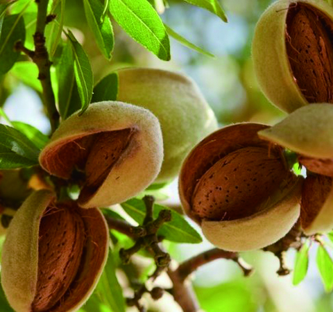 杏仁的功效与作用及食用方法介绍