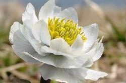 雪莲花的功效与作用 揭雪莲花食用方法