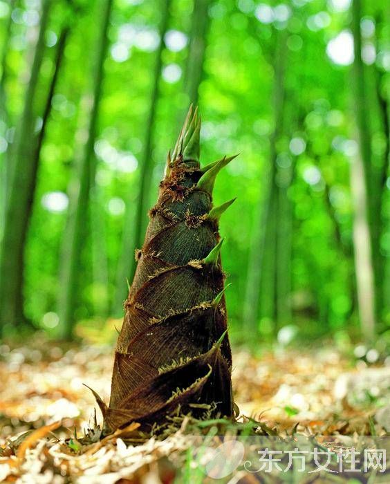 竹笋怎么剥皮 竹笋不能和什么一起吃