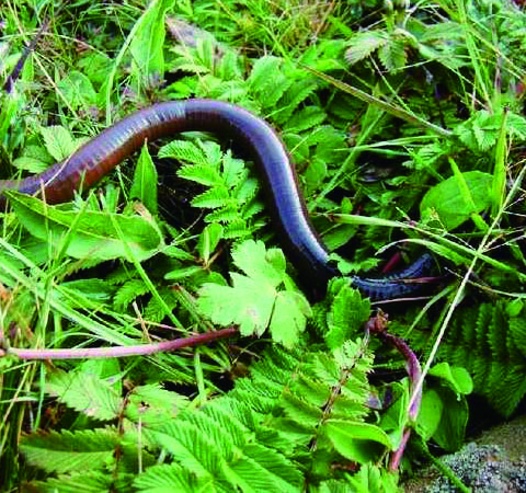 地龙的功效与作用及用药禁忌