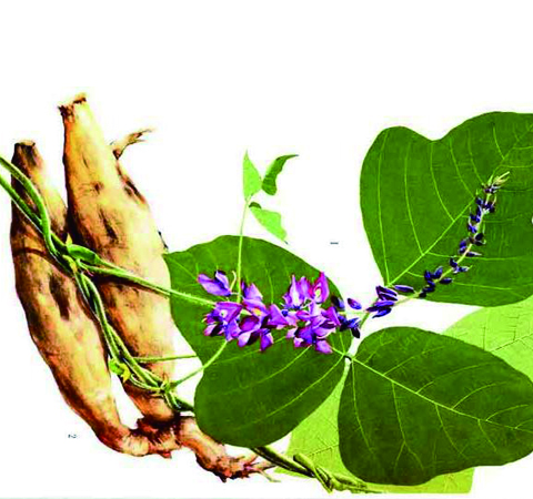 葛根能解酒吗?葛根解酒五大方法