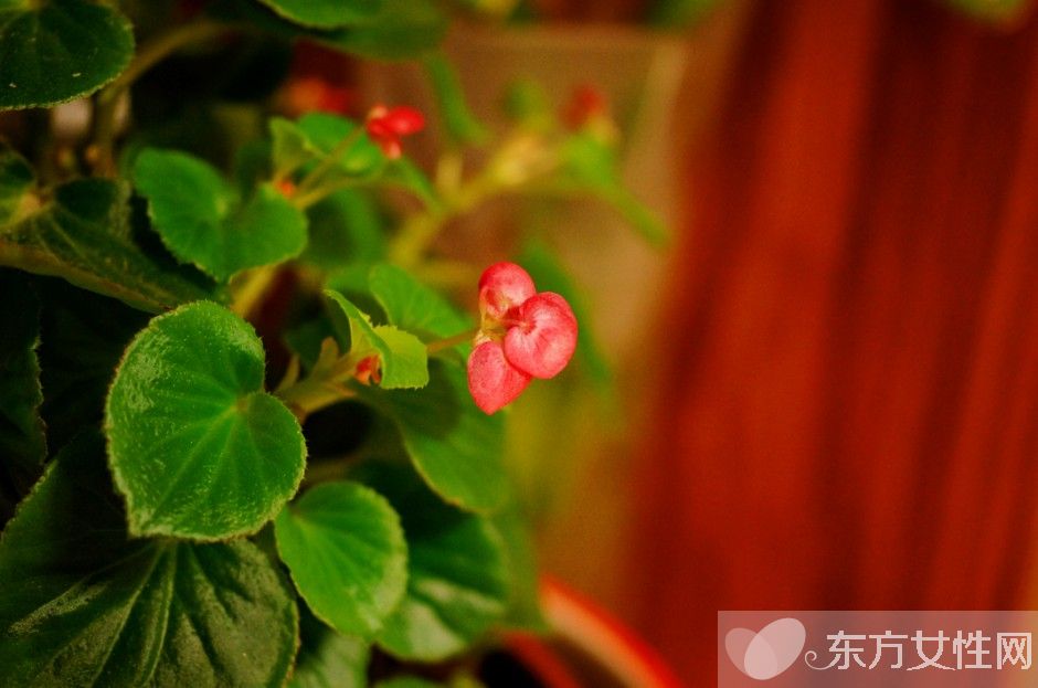 四季秋海棠怎么养 四季秋海棠养殖注意事项揭秘