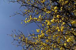 腊梅花怎么养 2要点教你如何病虫防治