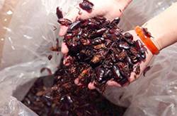 蟑螂怎么消灭 驱蟑螂妙法三招