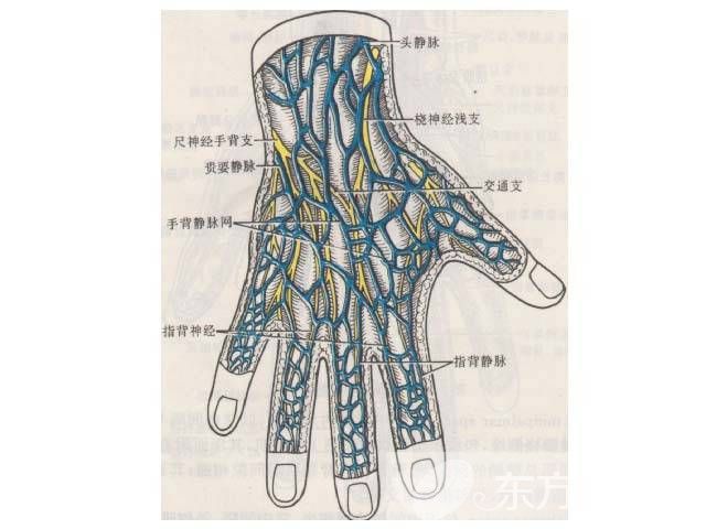 静脉曲张怎么预防 静脉曲张的病因是什么