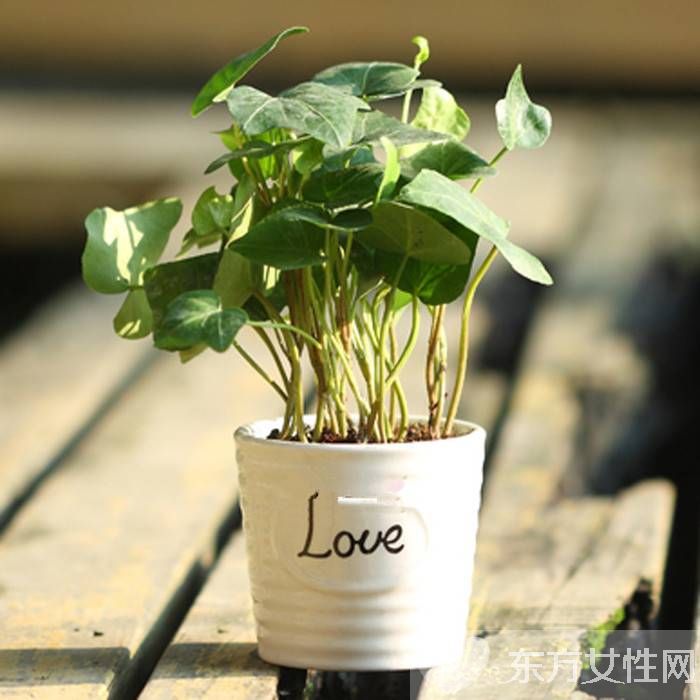 长青藤的养殖方法介绍 常青藤怎么繁殖