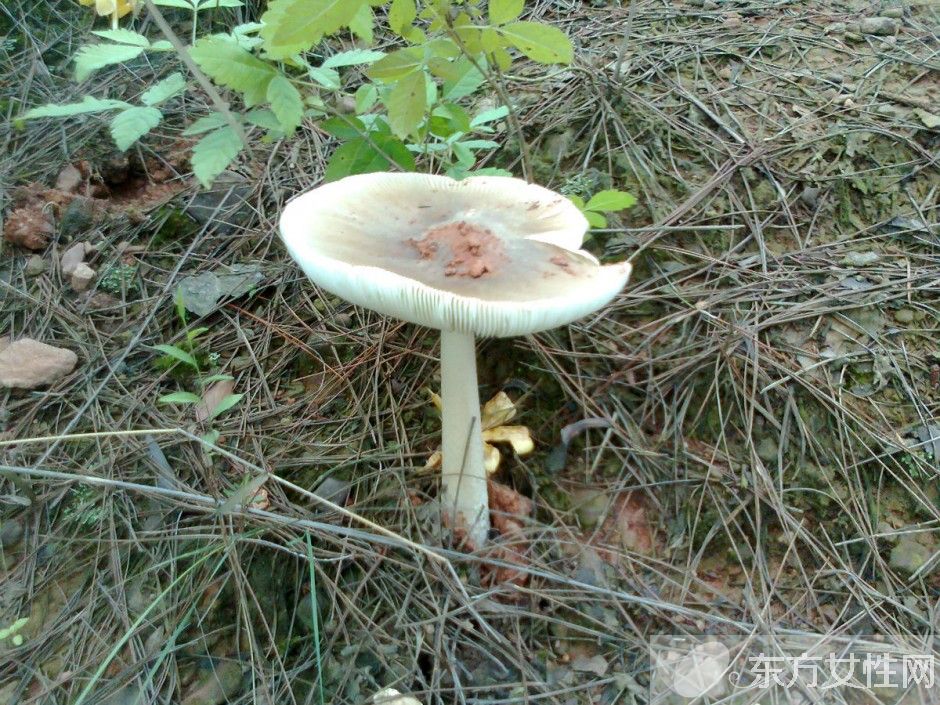 野生蘑菇的营养价值 野生蘑菇的六大做法