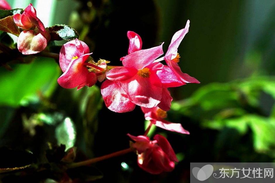 四季秋海棠怎么养 四季秋海棠养殖注意事项揭秘