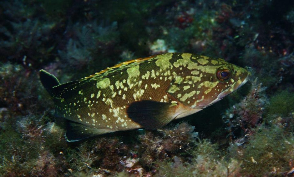 石斑鱼的营养价值有哪些  揭秘石斑鱼的功效与作用