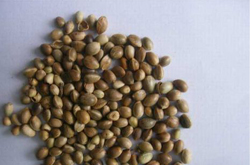 火麻仁的功效与作用及禁忌