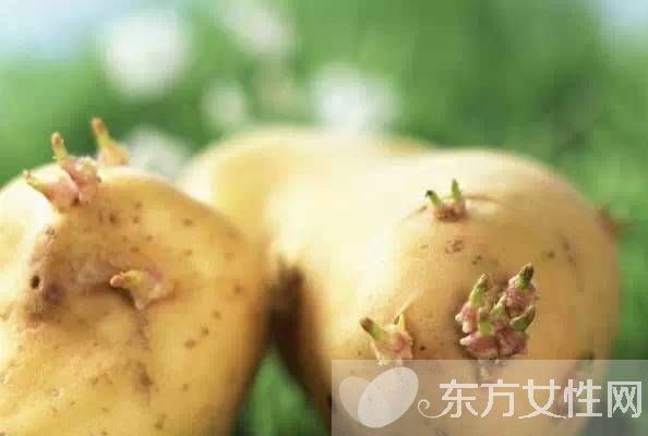 发芽的土豆能不能吃 如何预防土豆发芽