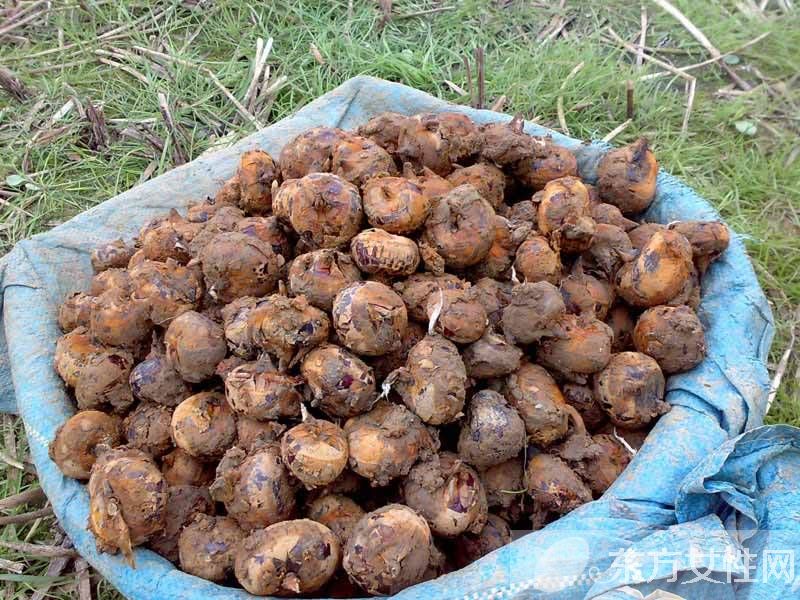 马蹄的做法有哪些 如何挑选马蹄