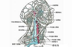 静脉曲张怎么预防 静脉曲张的病因是什么