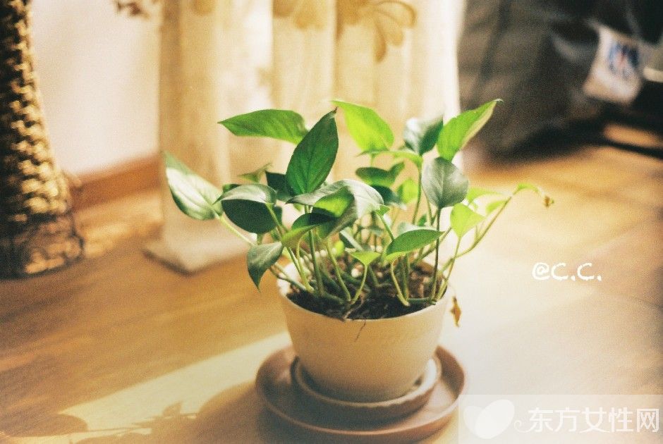 绿萝的养殖方法和注意事项 教你绿萝繁殖步骤