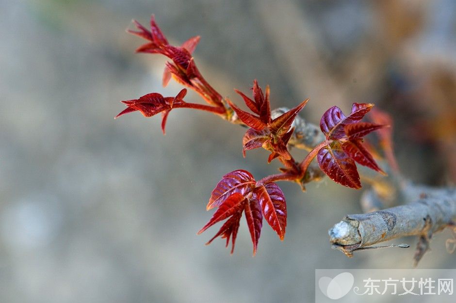 香椿的营养价值及做法大全 孕妇能吃香椿吗