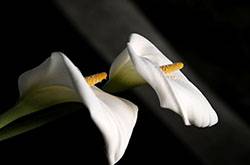 马蹄莲有毒吗 马蹄莲能放在卧室养吗