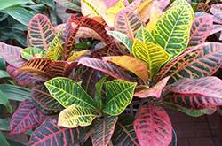 有毒植物有哪些 绝对不能碰的有毒植物