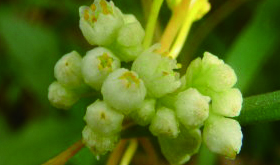 孕妇慎用 菟丝子的副作用讲解