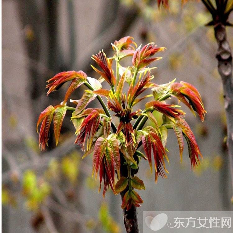 香椿的营养价值及做法大全 孕妇能吃香椿吗