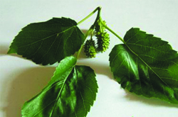 降血糖血脂 桑叶的药用价值及副作用讲解