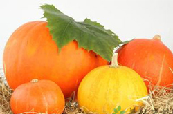 揭南瓜的营养价值 南瓜千万不能这么吃