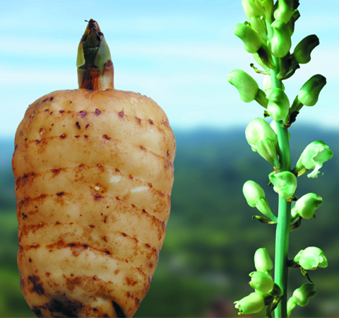 11种最佳天麻的吃法介绍