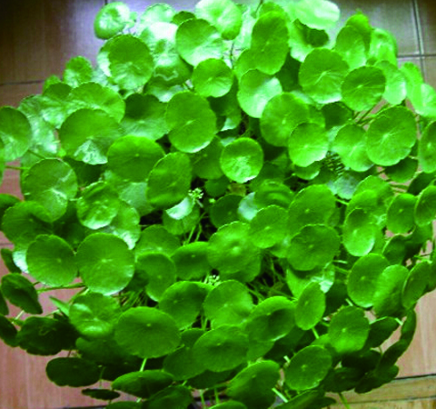 脾胃徐者慎用 细说金钱草的副作用