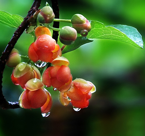 五倍子的功效与作用及禁忌