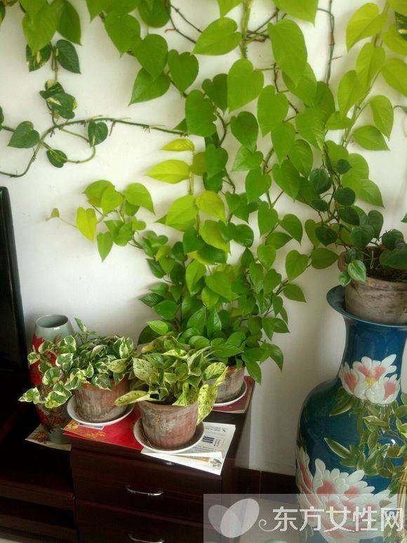 绿萝的养殖方法和注意事项 教你绿萝繁殖步骤