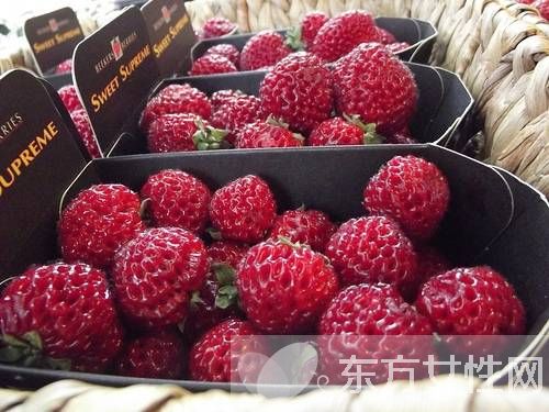 小红莓是什么？蔓越莓的五大功效