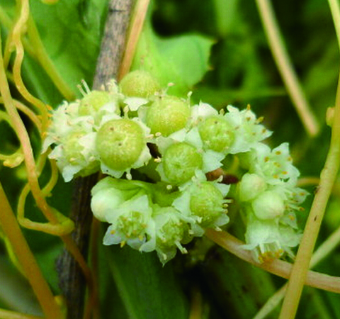孕妇慎用 菟丝子的副作用讲解