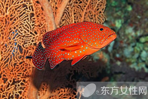 石斑鱼的营养价值有哪些  揭秘石斑鱼的功效与作用